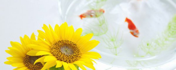 斗鱼怎么养才能更旺盛