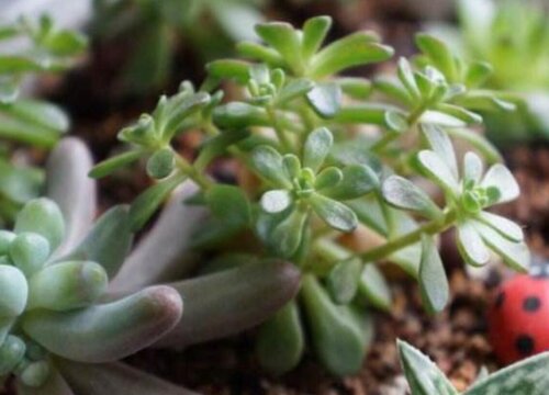 小人祭怎么繁殖