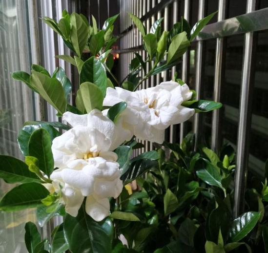 栀子花苞没开就掉了是什么原因