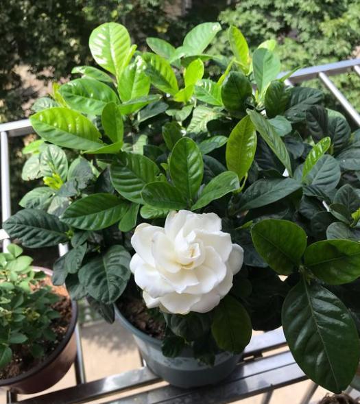 栀子花苞没开就掉了是什么原因