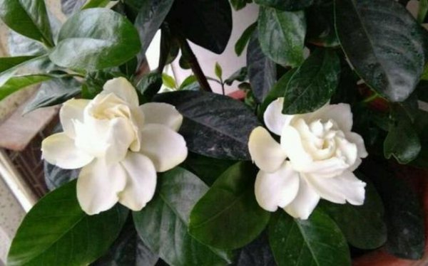 栀子花苞没开就掉了是什么原因