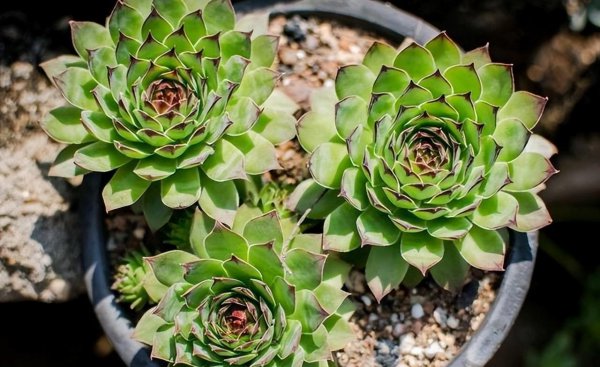 热不死冻不死的多肉品种