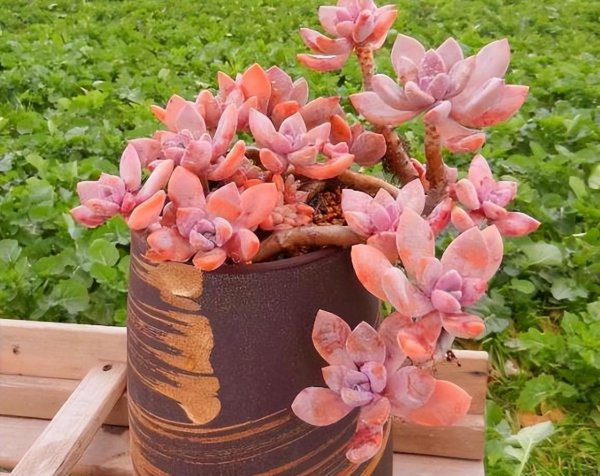 热不死冻不死的多肉品种