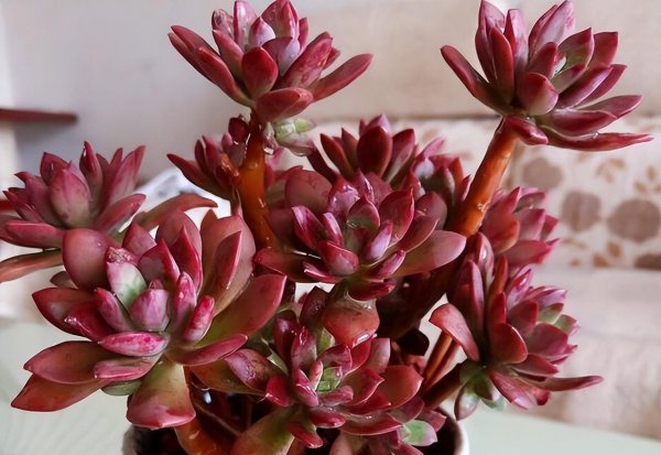 热不死冻不死的多肉品种