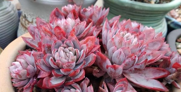 热不死冻不死的多肉品种