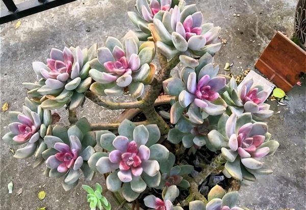 热不死冻不死的多肉品种