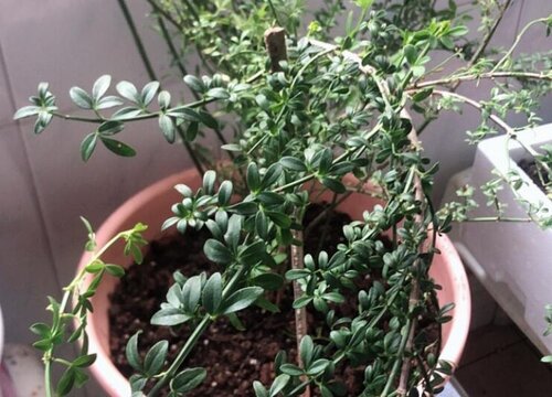 迎春花什么时候换盆最好