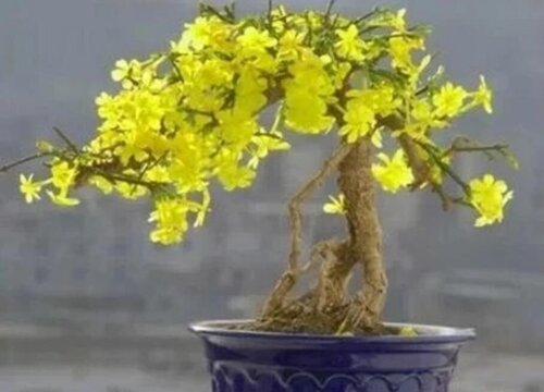 迎春花什么时候换盆最好