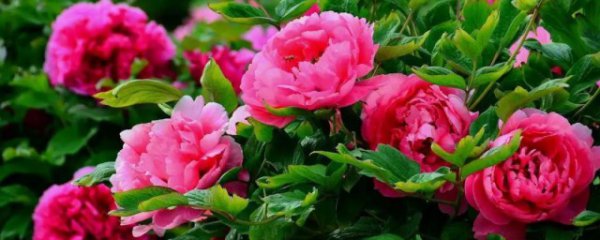 冬天室内养什么花开花好