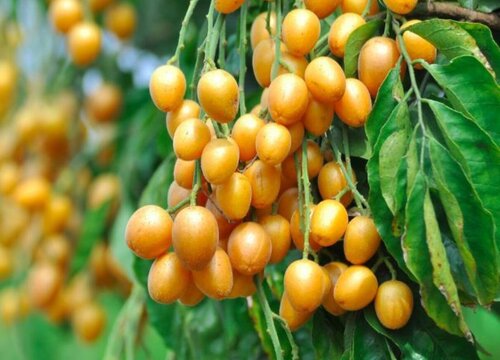 释迦果2什么时候成熟