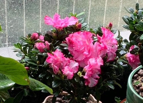 杜鹃花怎么种植