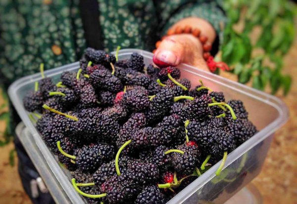 桑子泡酒怎样泡好