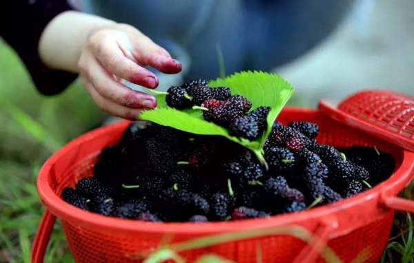 桑子泡酒怎样泡好