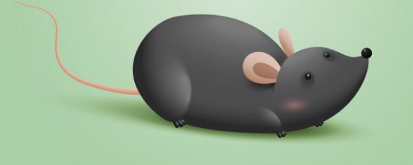 鼠的生肖运气如何