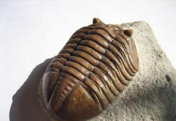 三叶虫是什么时代的生物