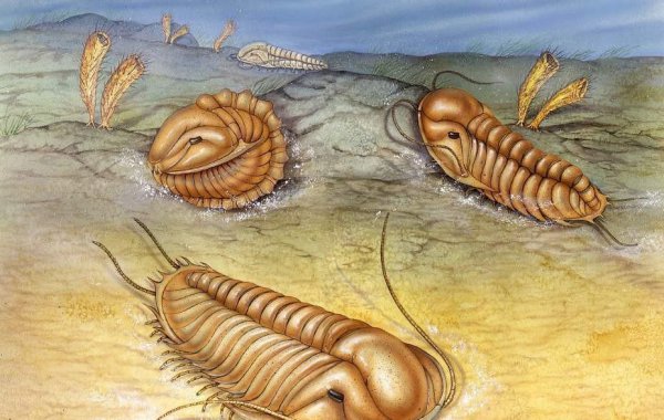 三叶虫是什么时代的生物