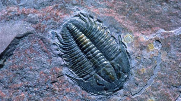 三叶虫是什么时代的生物