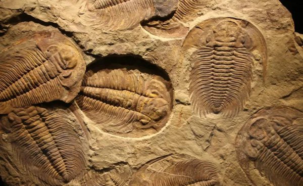 三叶虫是什么时代的生物