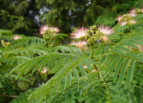合欢树生长速度快吗