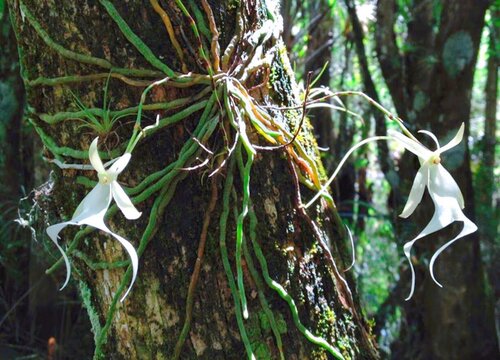 十大名贵兰花品种图片及名称