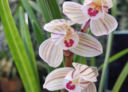 十大名贵兰花品种图片及名称