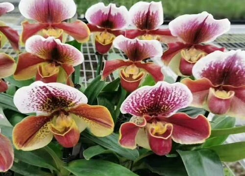 十大名贵兰花品种图片及名称