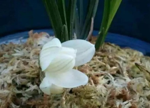 十大名贵兰花品种图片及名称