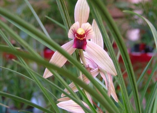 十大名贵兰花品种图片及名称