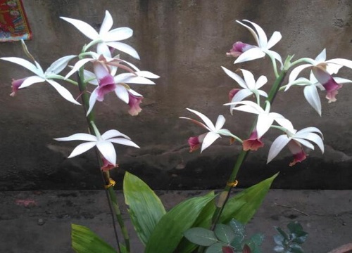 十大名贵兰花品种图片及名称