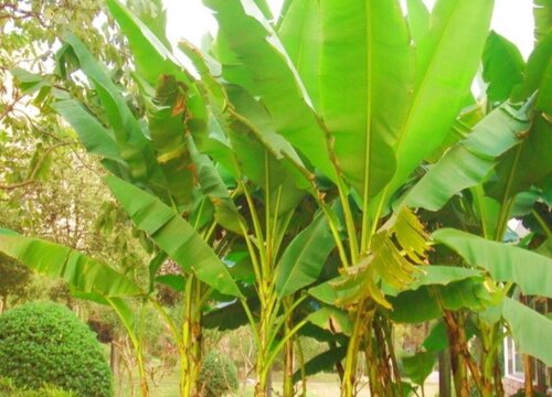 芭蕉是乔木还是灌木植物