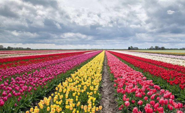 郁金香2月份还能种吗