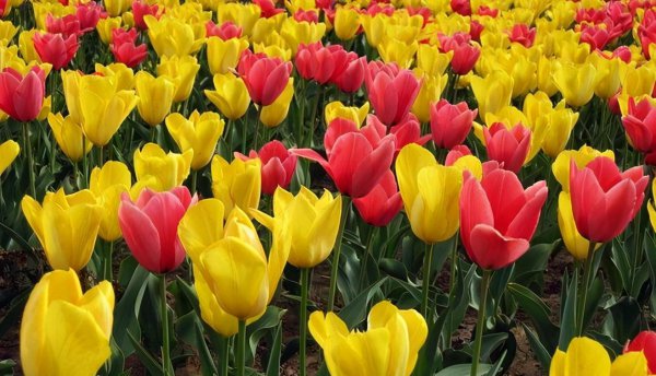 郁金香2月份还能种吗