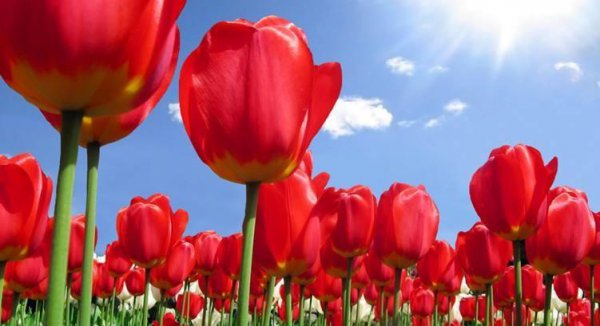 郁金香2月份还能种吗