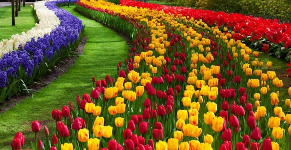 郁金香2月份还能种吗