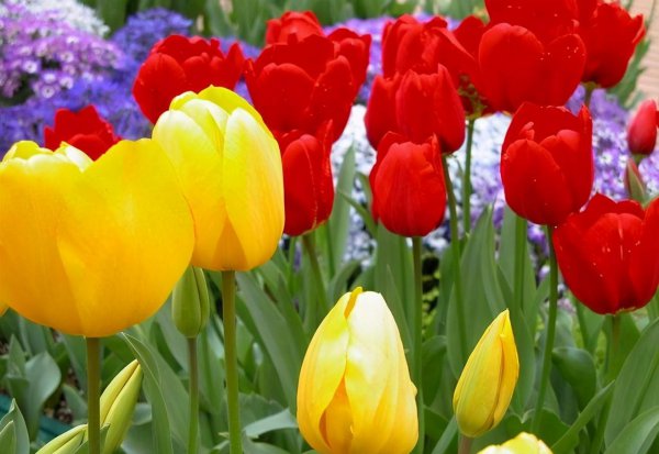 郁金香2月份还能种吗