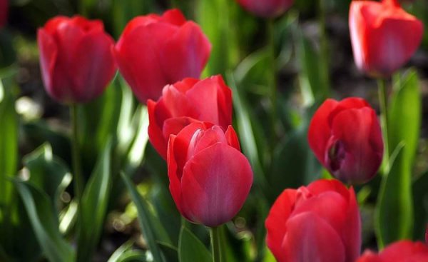 郁金香2月份还能种吗