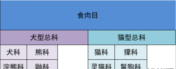 鬣狗是猫科还是犬科