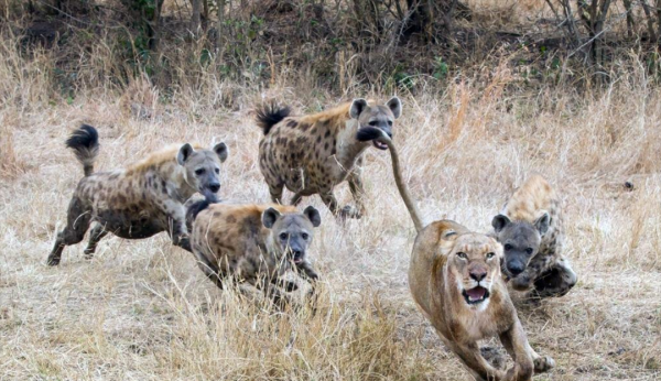 鬣狗是猫科还是犬科