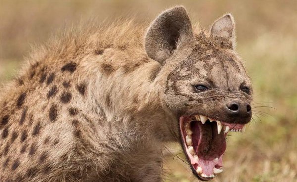 鬣狗是猫科还是犬科