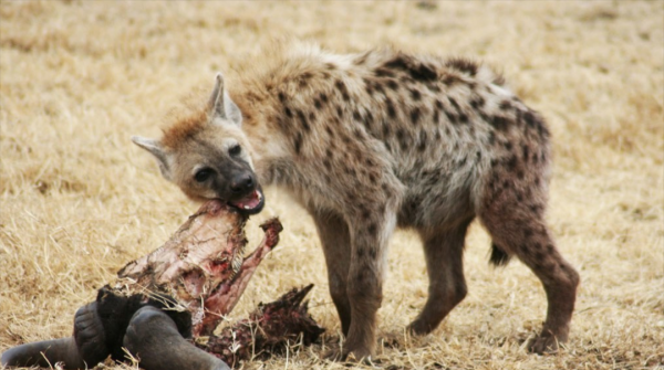 鬣狗是猫科还是犬科