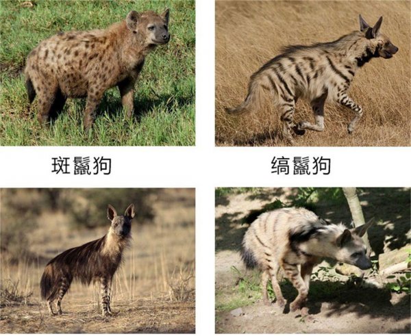 鬣狗是猫科还是犬科