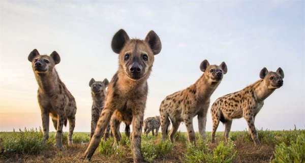 鬣狗是猫科还是犬科