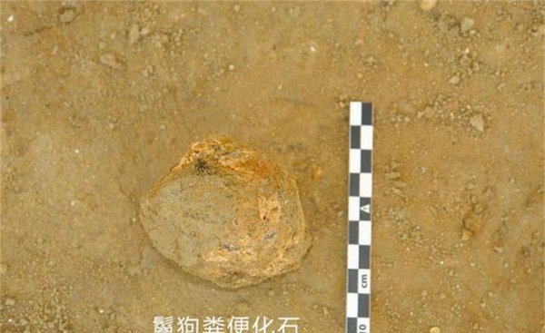 鬣狗是猫科还是犬科