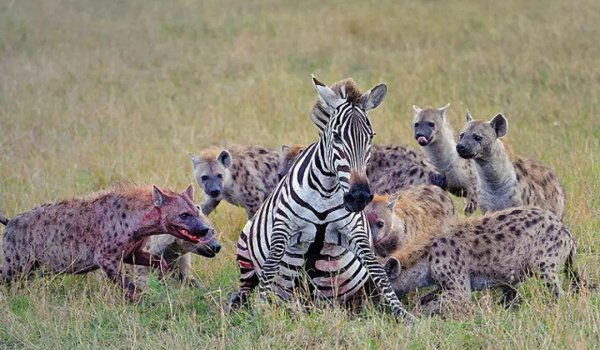 鬣狗是猫科还是犬科