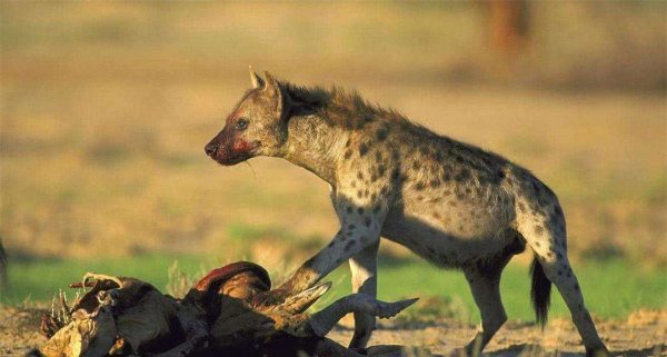 鬣狗是猫科还是犬科