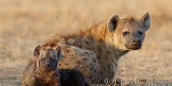 鬣狗是猫科还是犬科