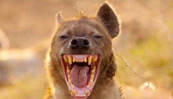 鬣狗是猫科还是犬科