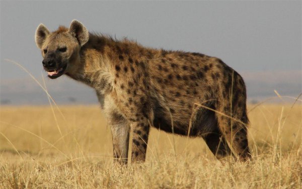 鬣狗是猫科还是犬科