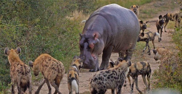 鬣狗是猫科还是犬科