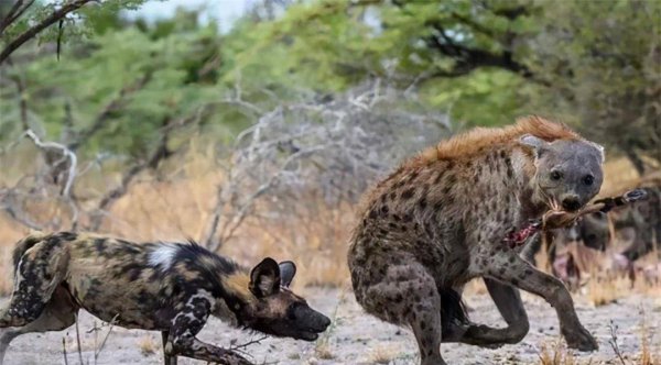 鬣狗是猫科还是犬科